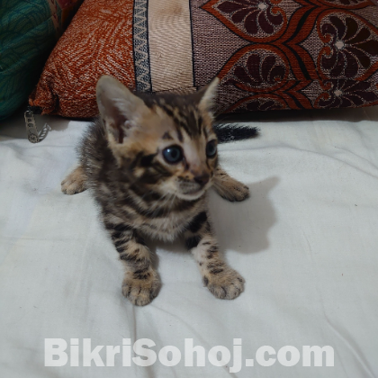 bengal male kitten